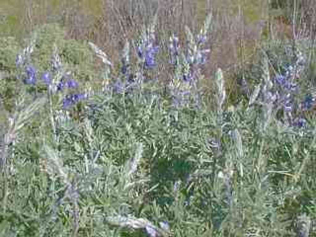 Lupine