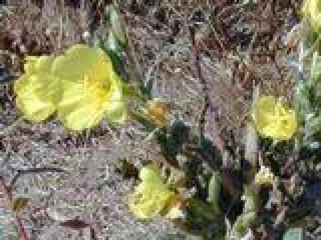 Primrose