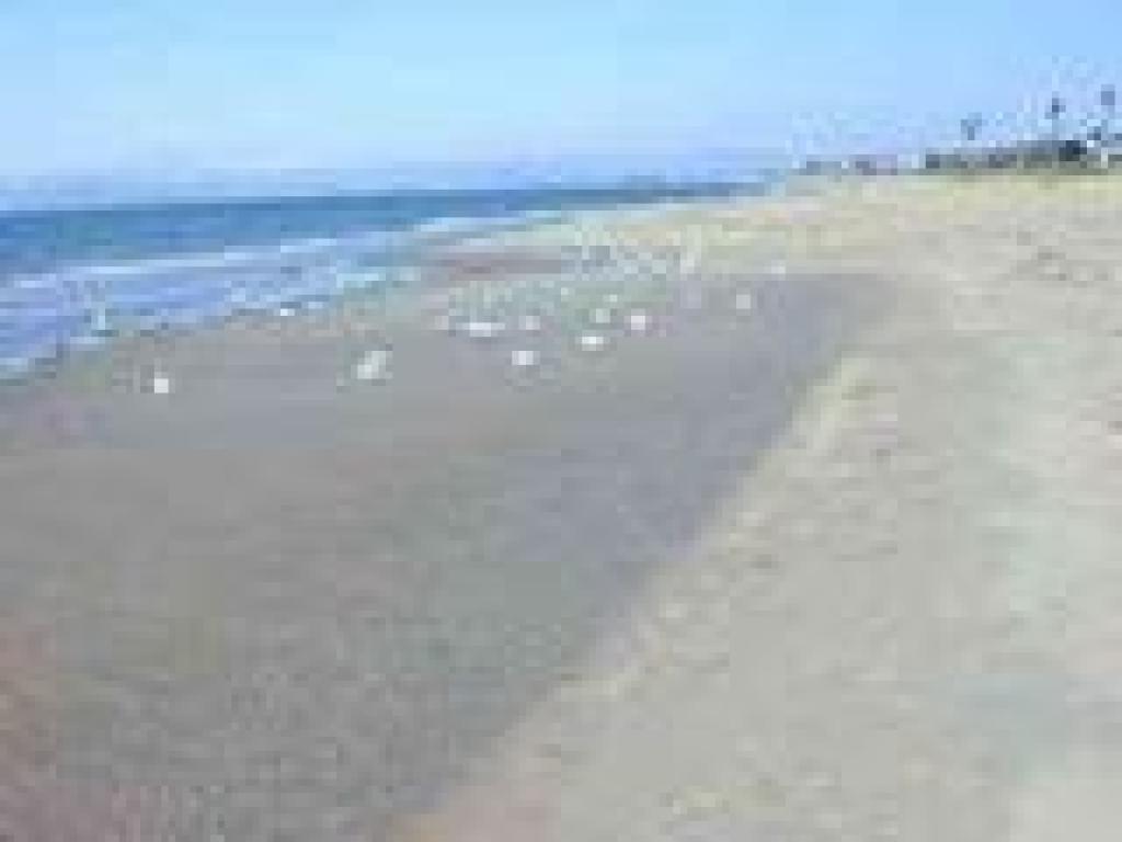 Seagulls and view
