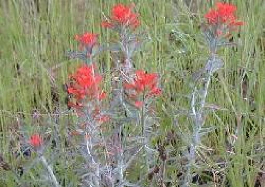Paintbrush photo