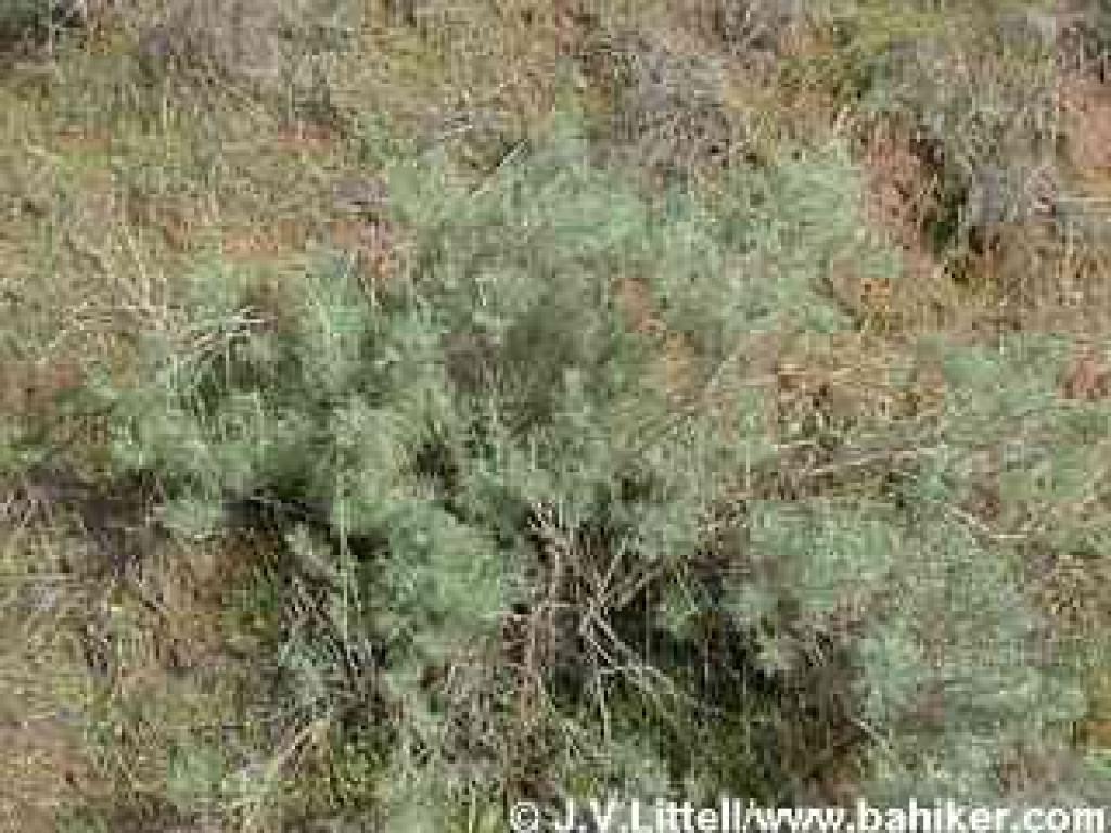 California sagebrush