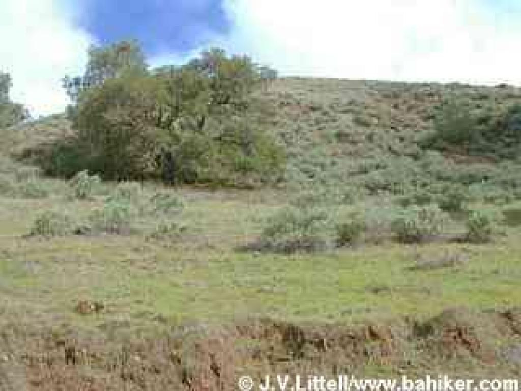 Sagebrush