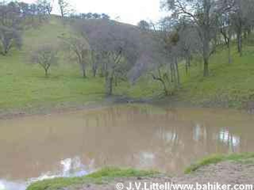 Pond