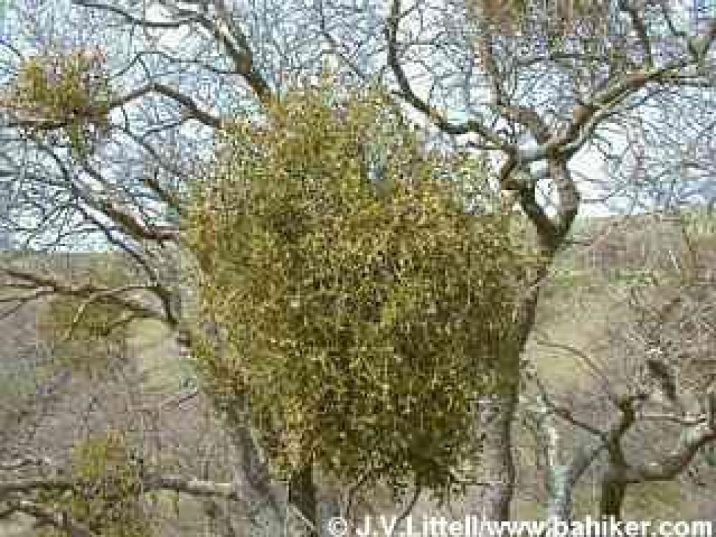 Oak mistletoe