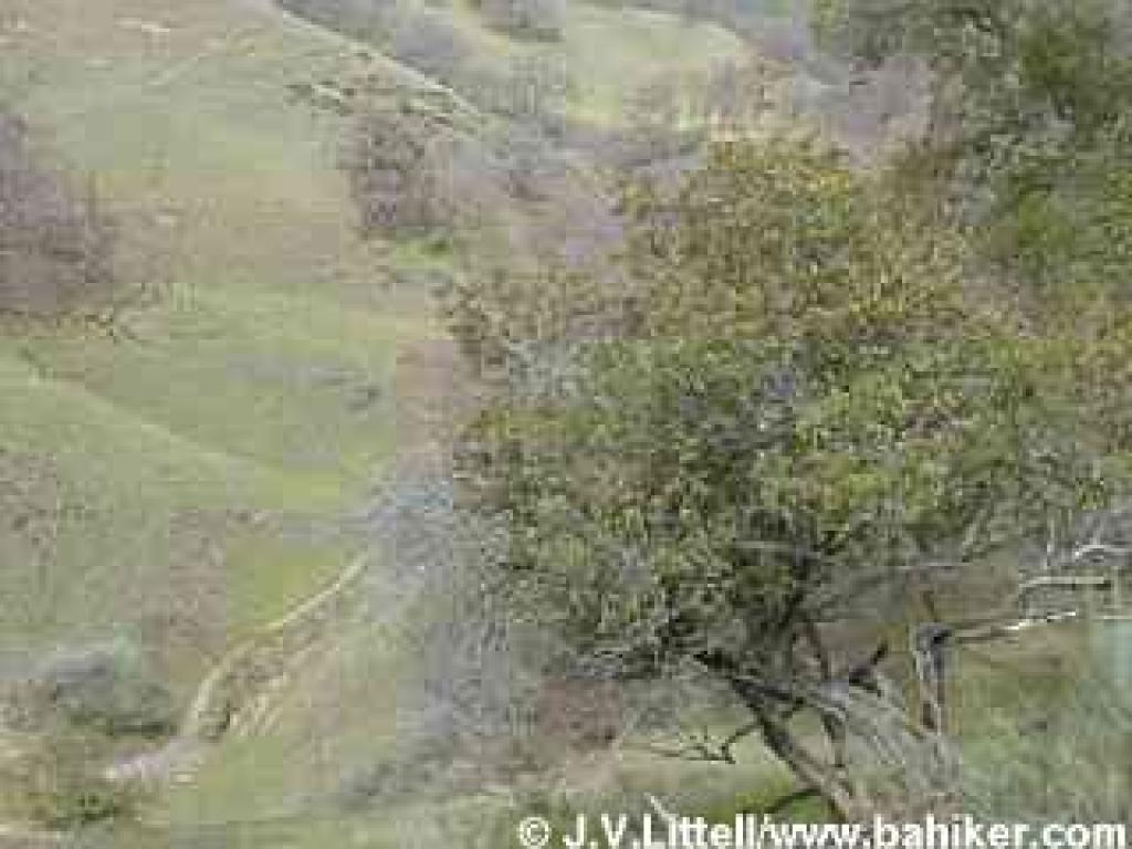 Toyon and hillside
