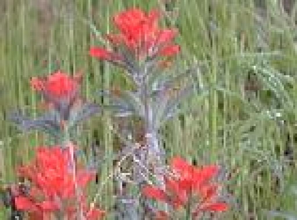 Photo of paintbrush