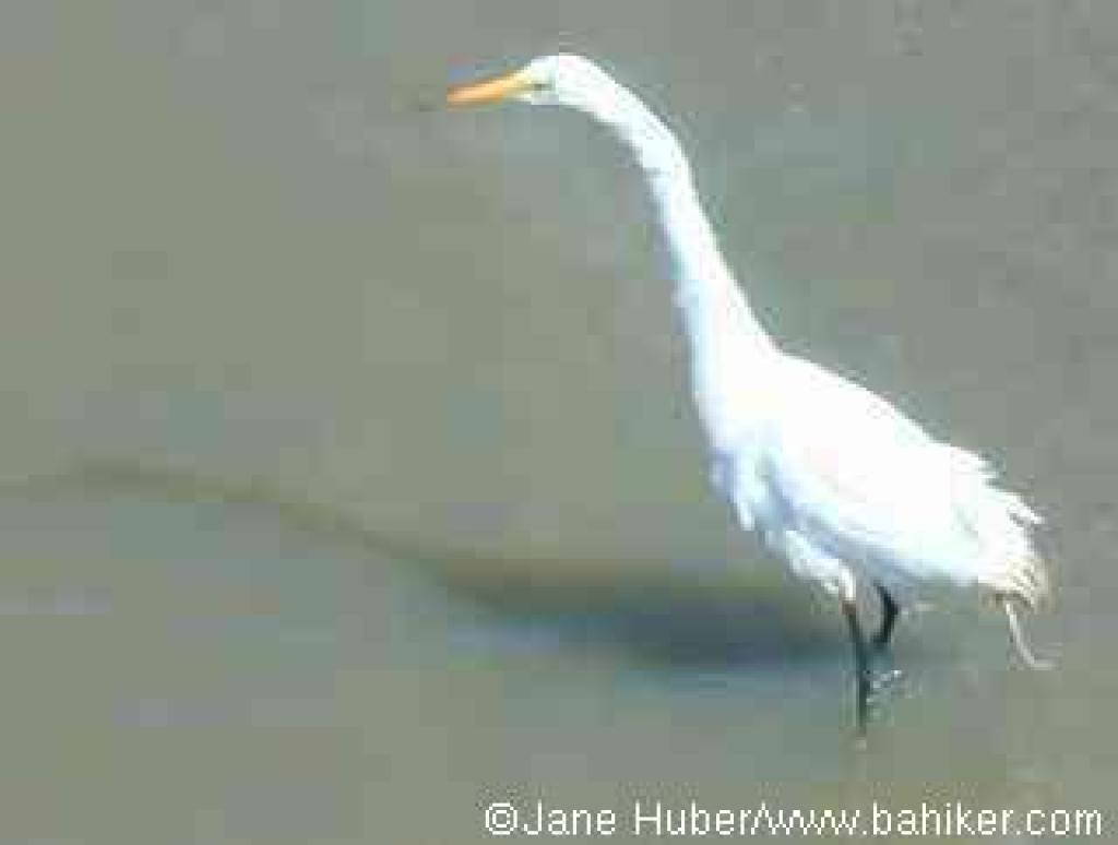 Great egret
