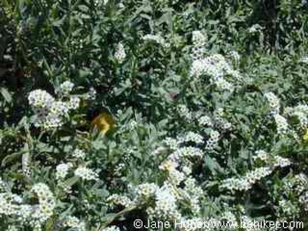 Seaside heliotrope