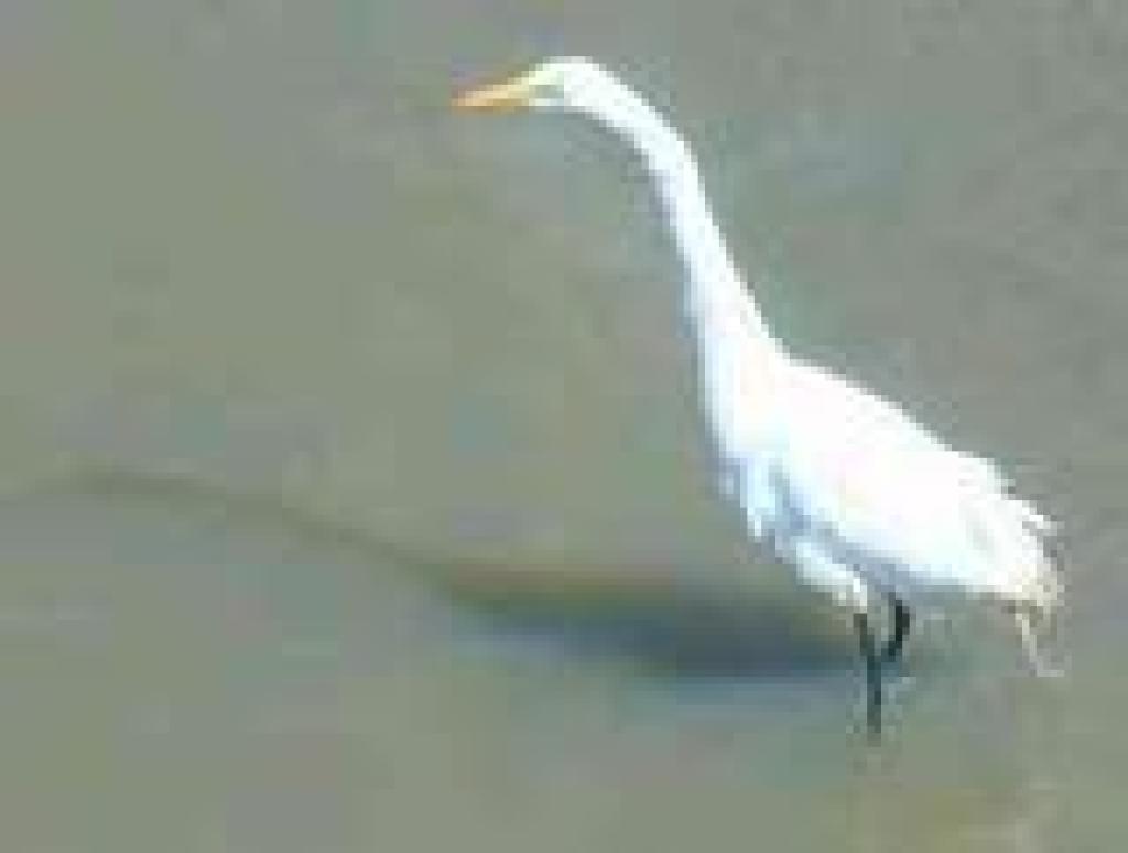 Great egret