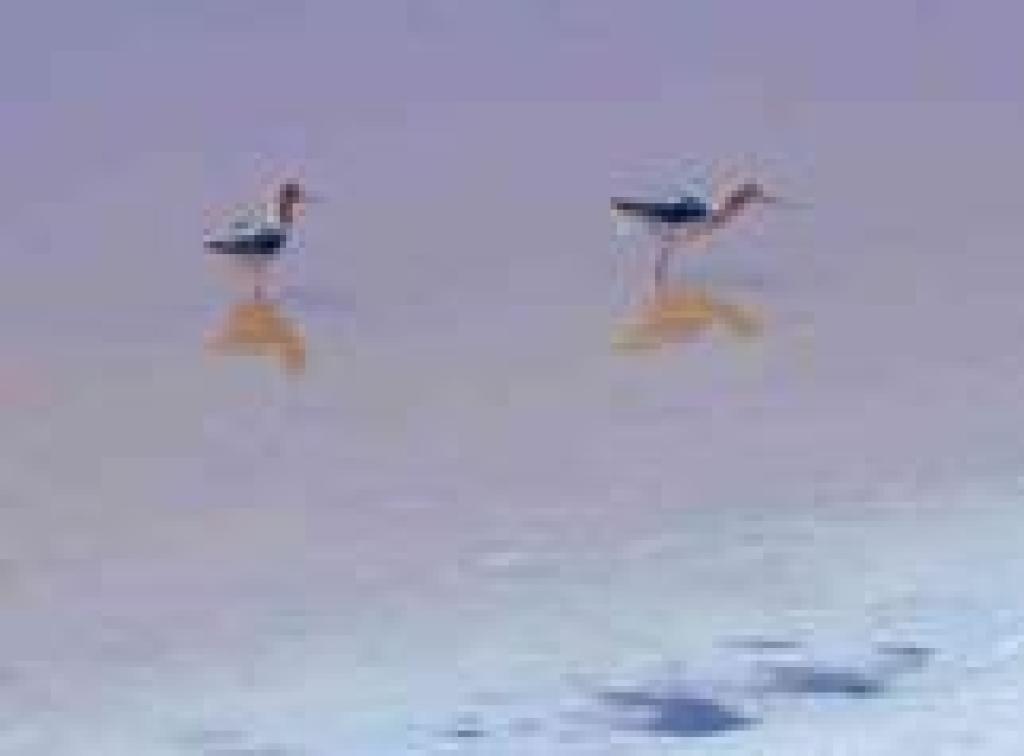 Avocets