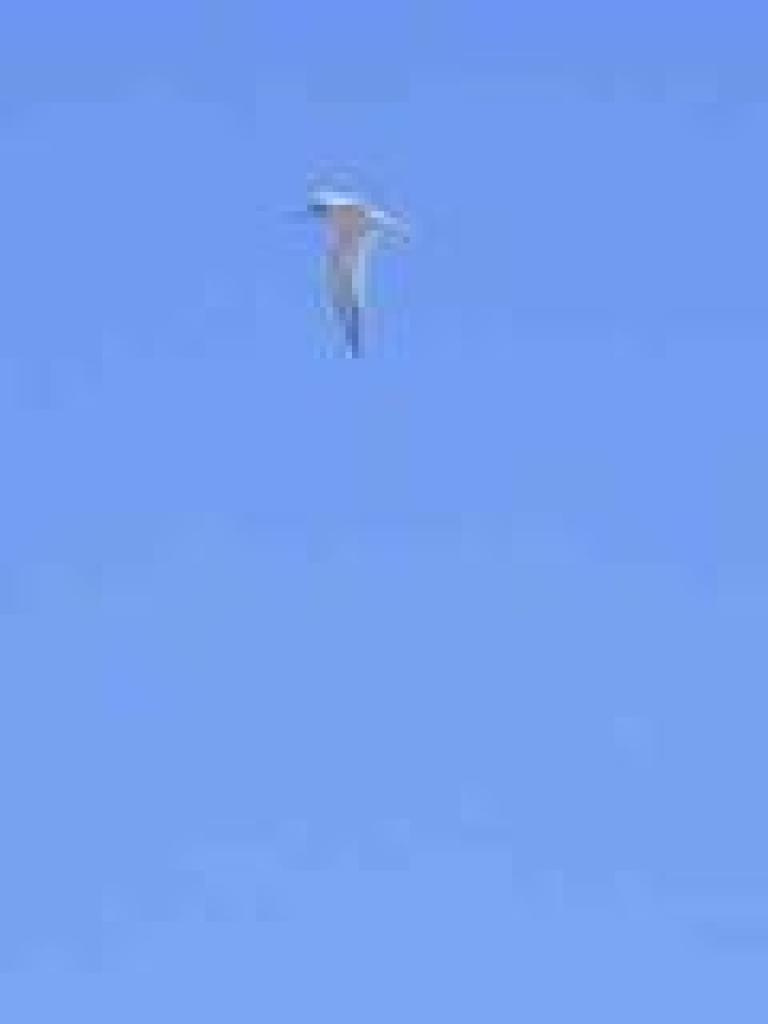 Tern