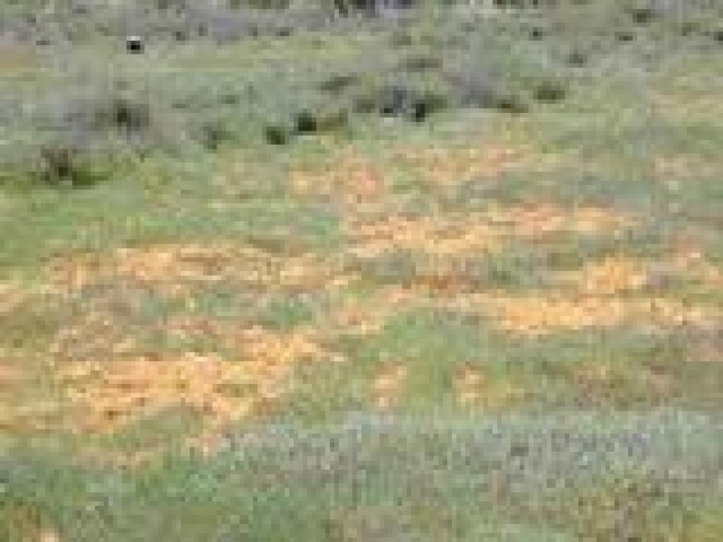 Salt marsh dodder