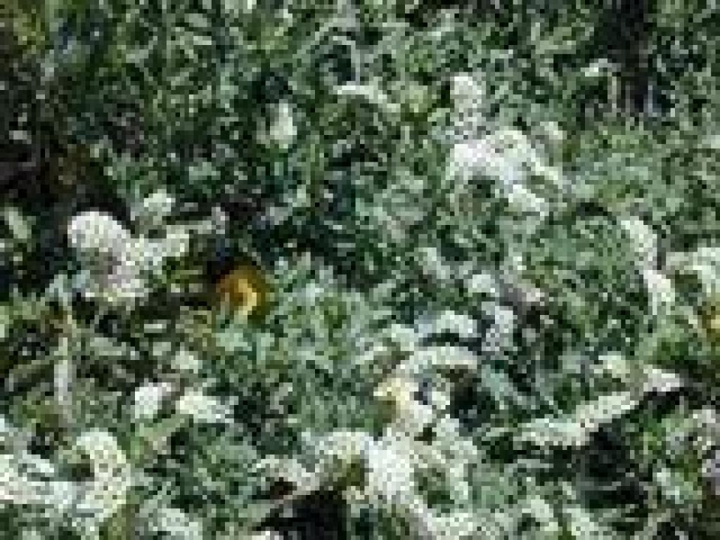 Seaside heliotrope