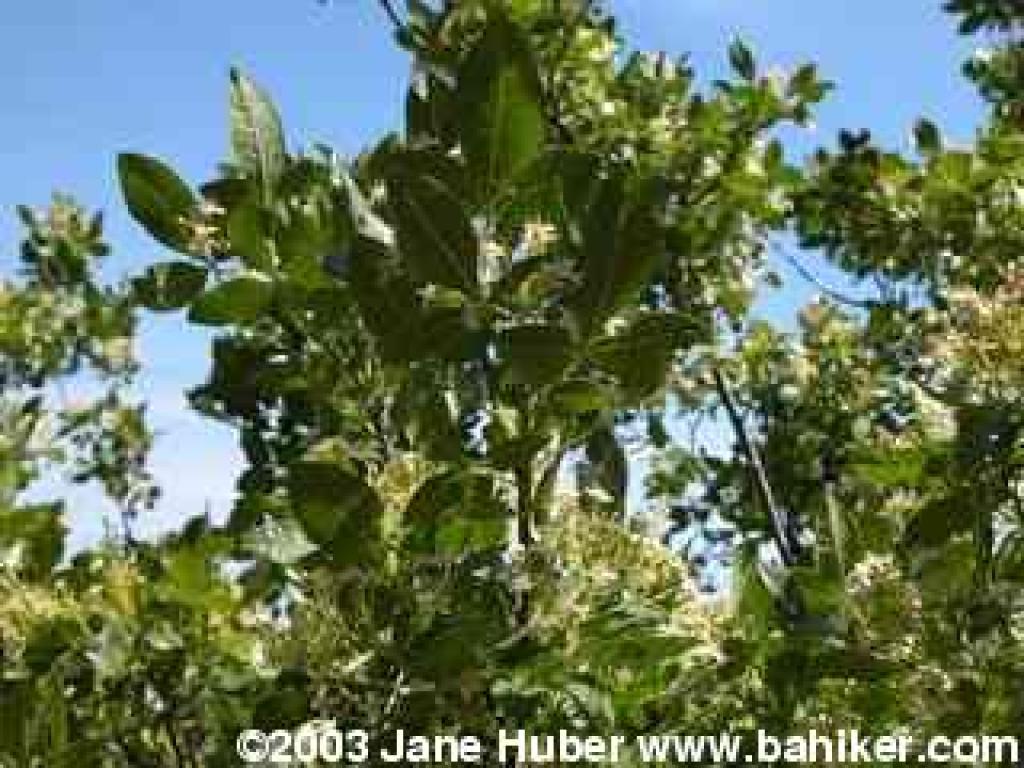 California hoptree