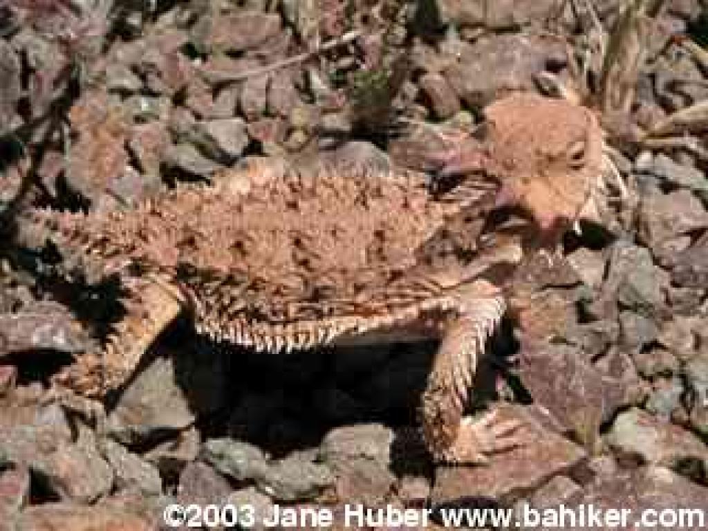 Horned lizard