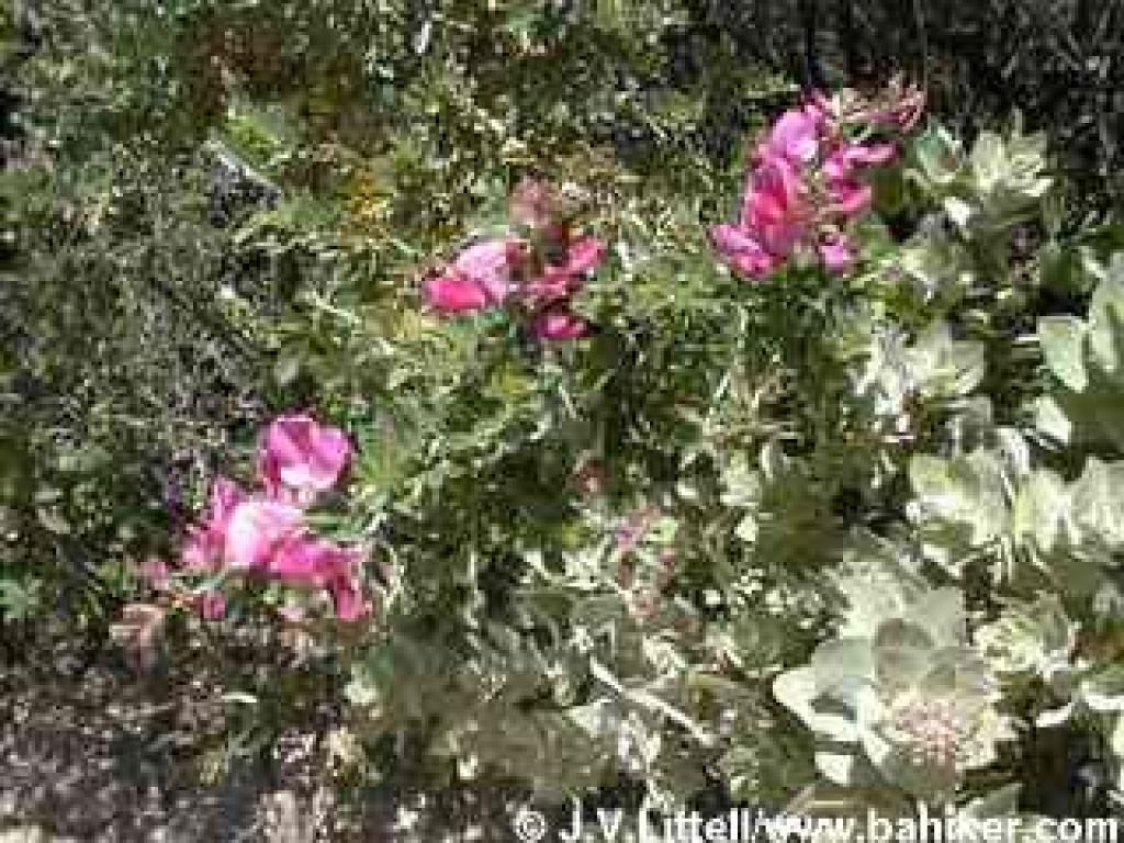 Chaparral pea photo