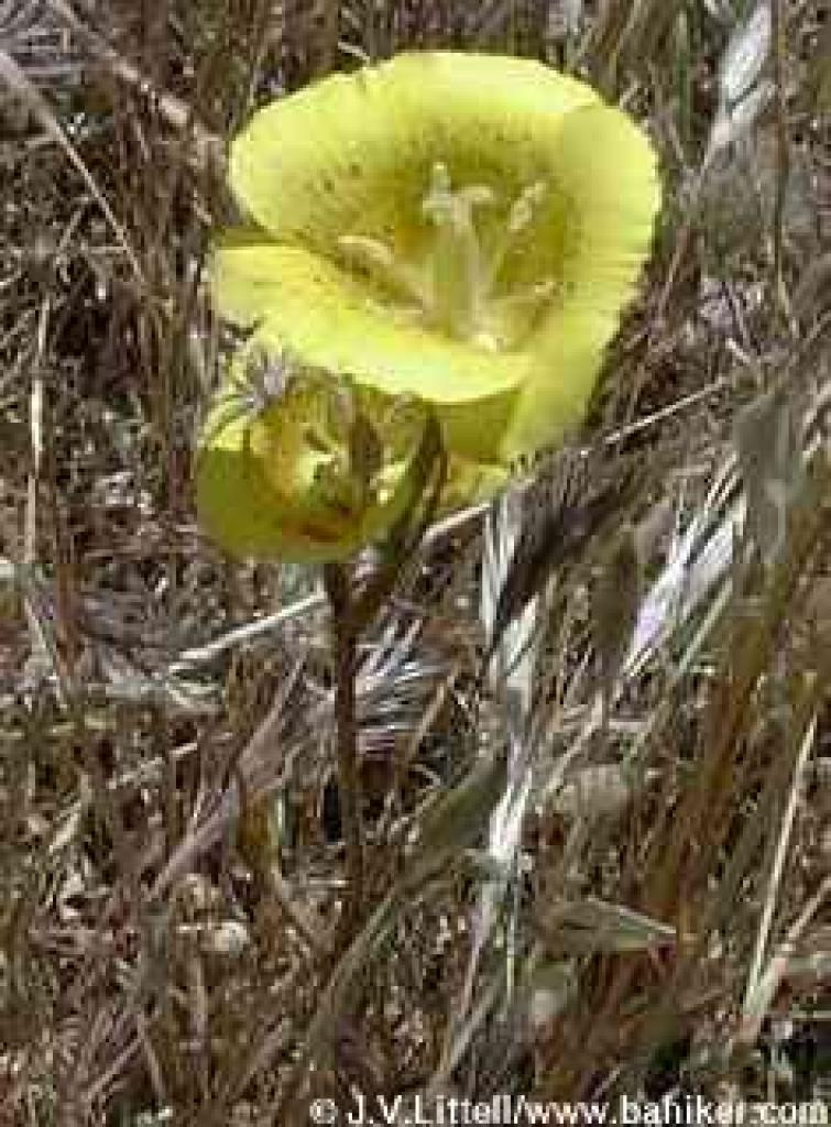 Mariposa lily photo