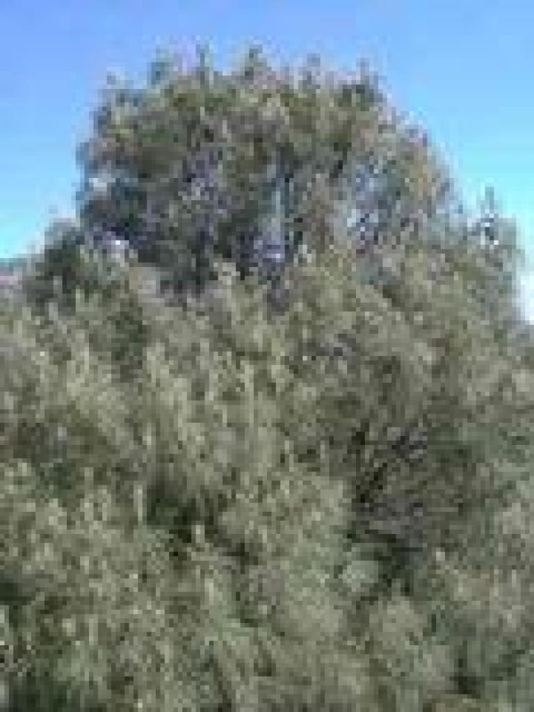 Pine