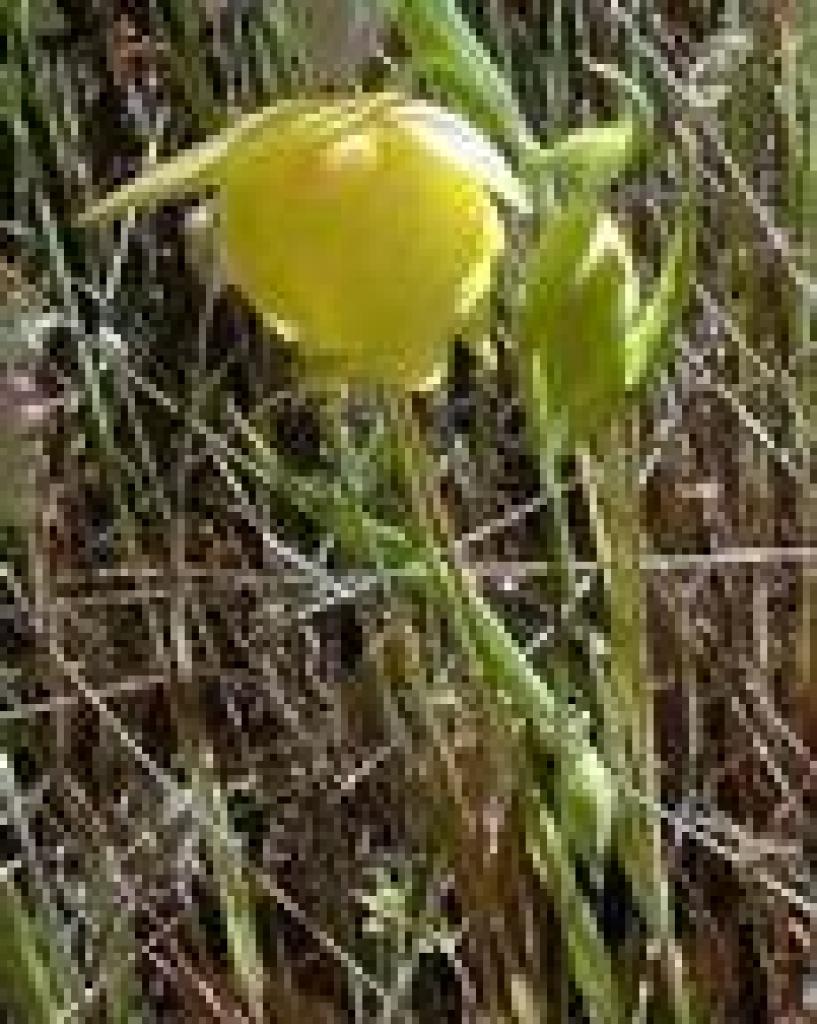 Golden fairy lantern