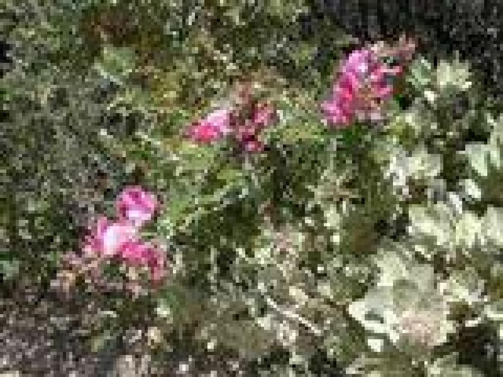 Chaparral pea