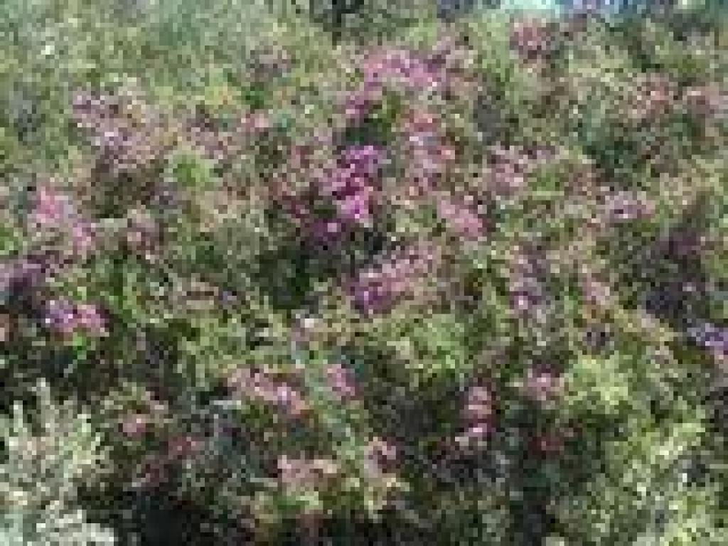 More chaparral pea