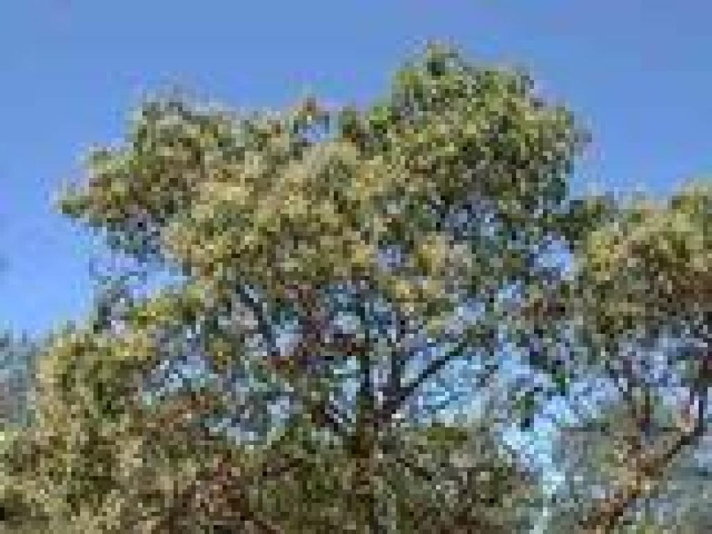 Madrone