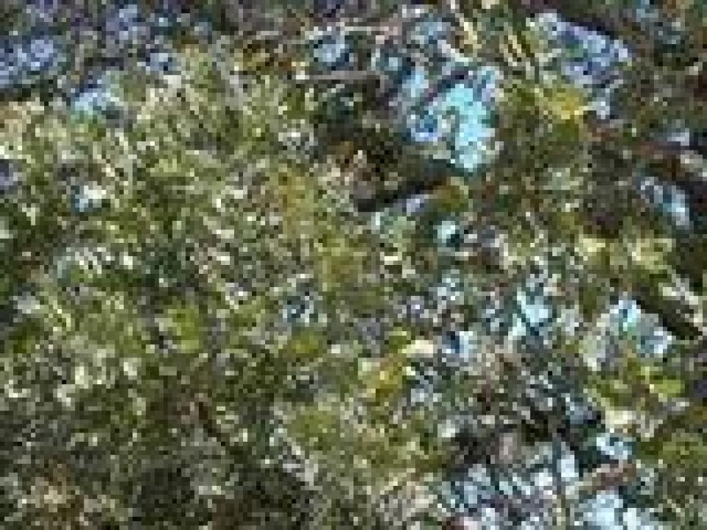 Blue oak