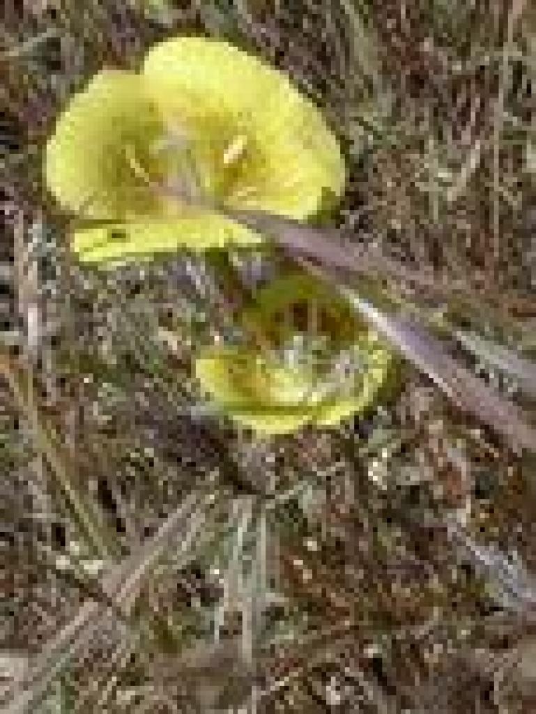 Mariposa lily