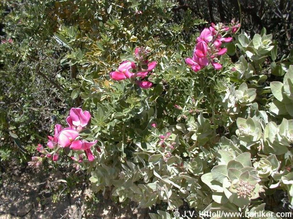 chaparral pea