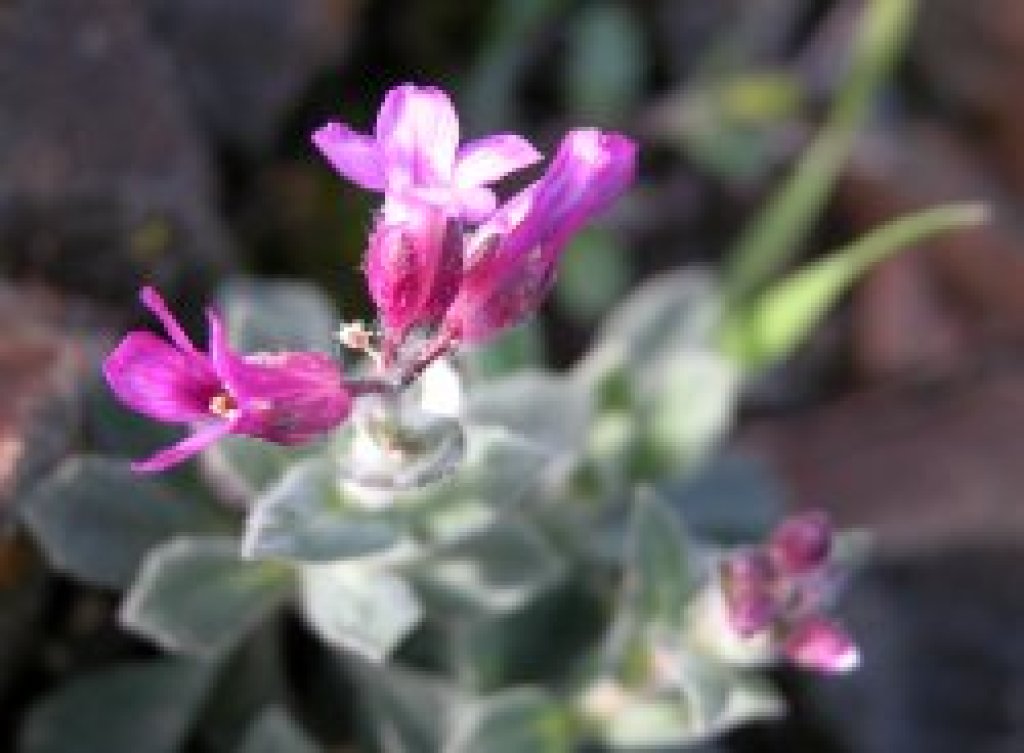 Brewer's rock cress