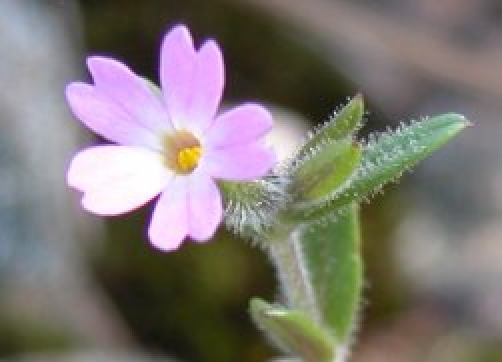 Slender phlox