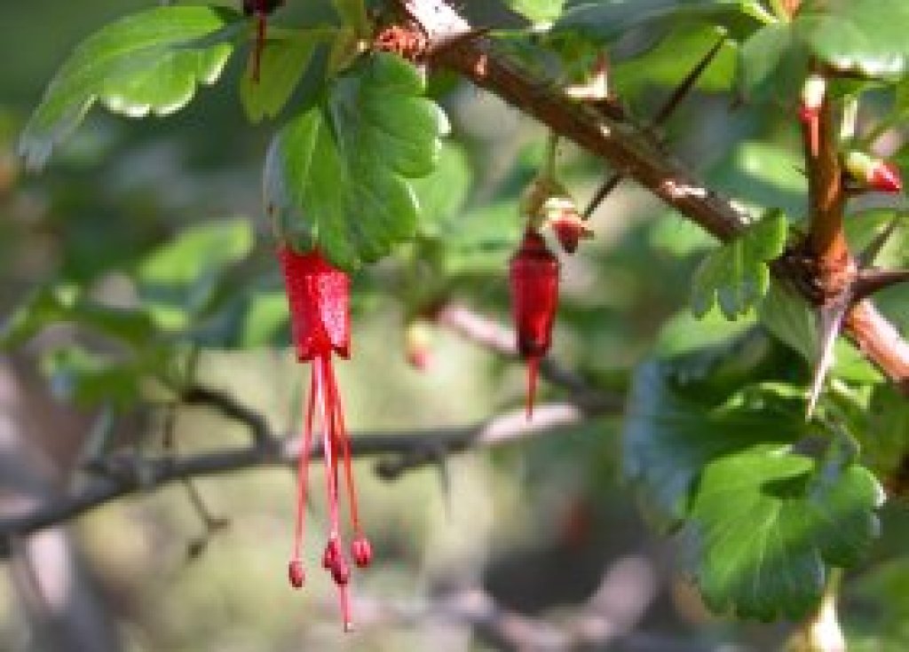 Fuchsia-flowered gooseberry