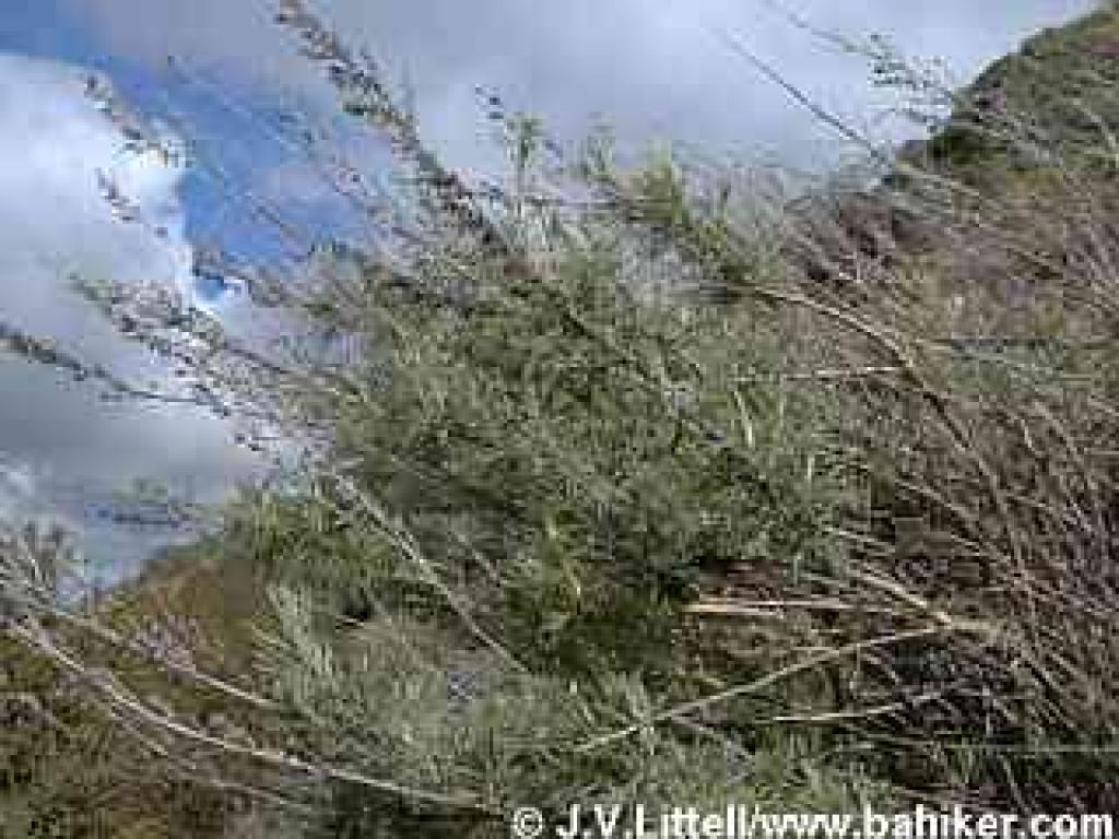 Sagebrush photo