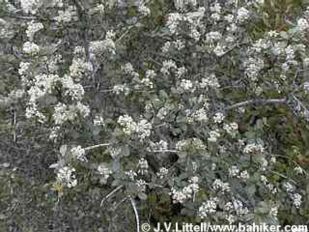 Ceanothus photo