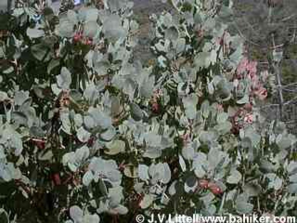 Manzanita photo