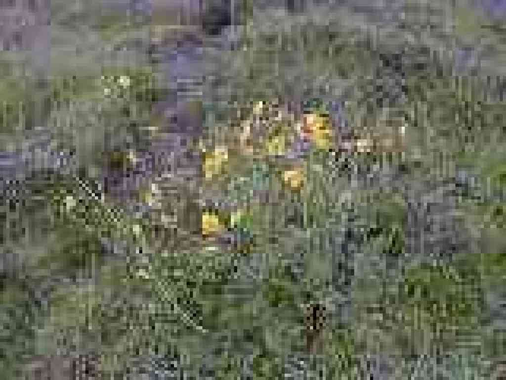 Buttercups