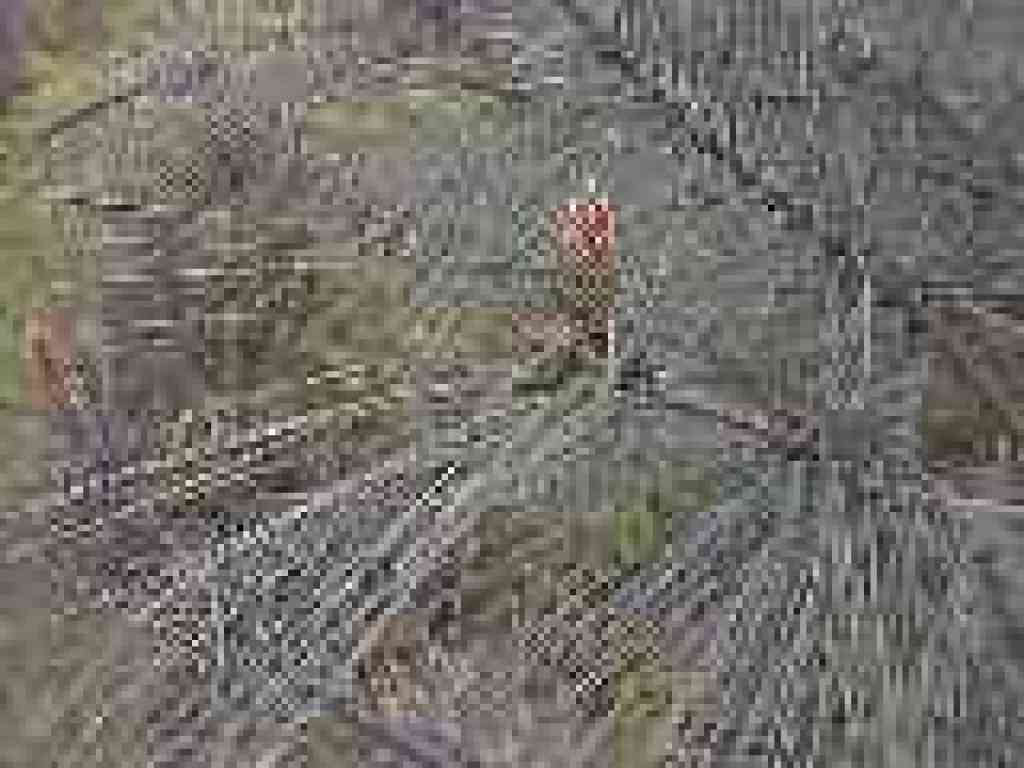 Pine