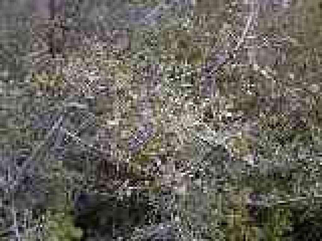 Ceanothus