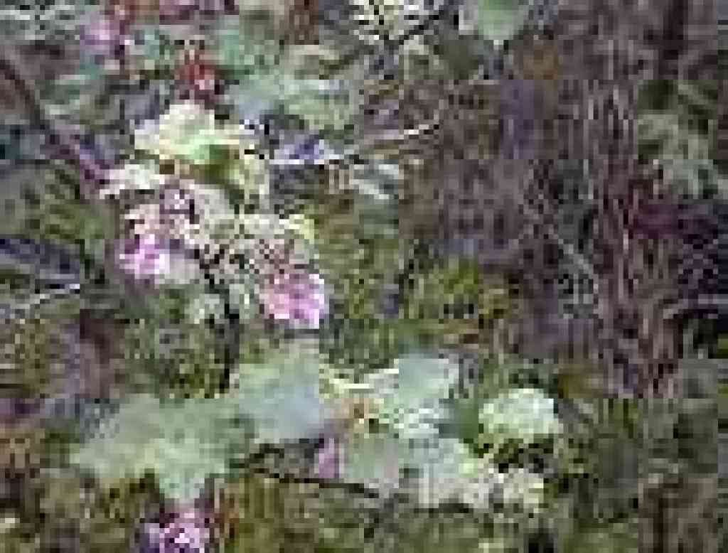 Flowering currant