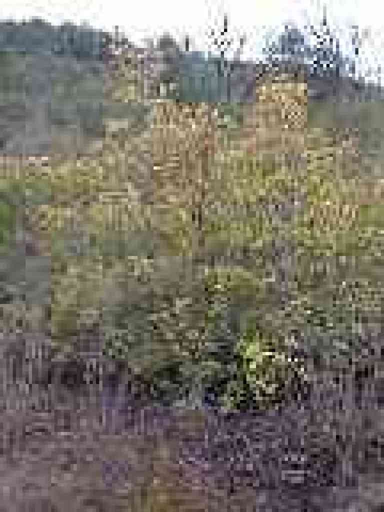 Toyon