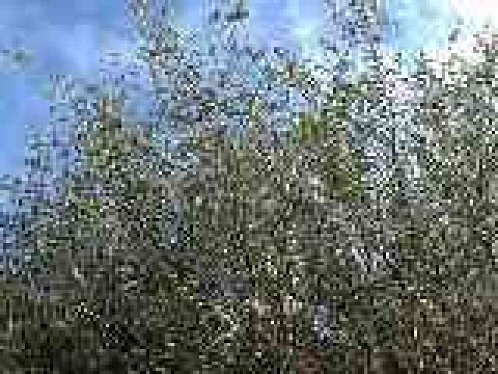 Ceanothus