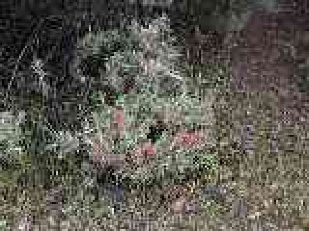 Paintbrush