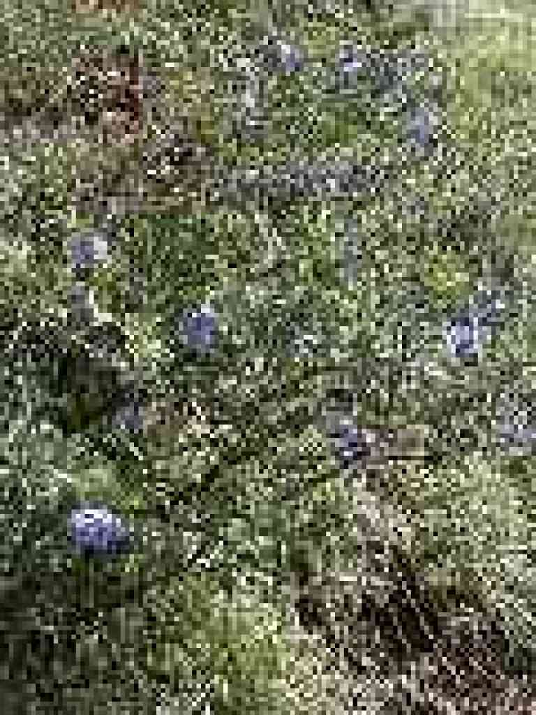 Blue witch