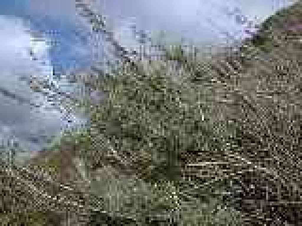 Sagebrush