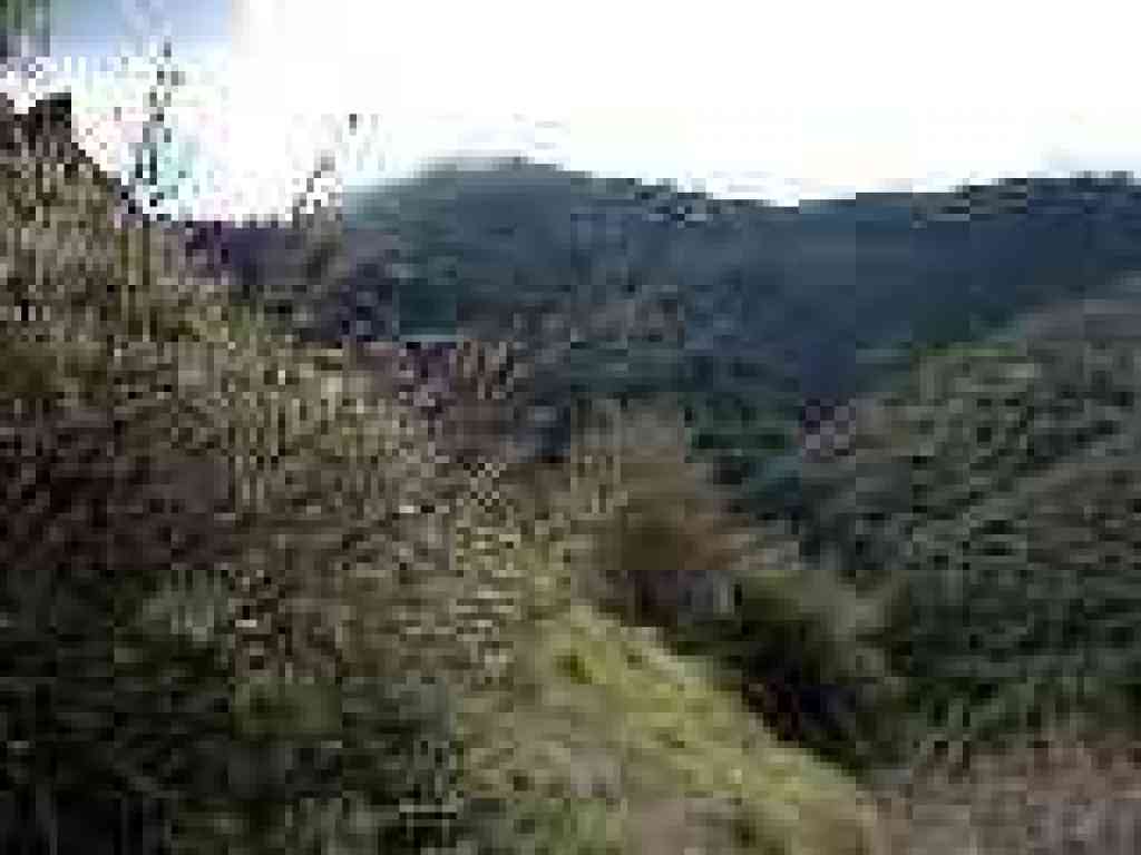 Poison oak