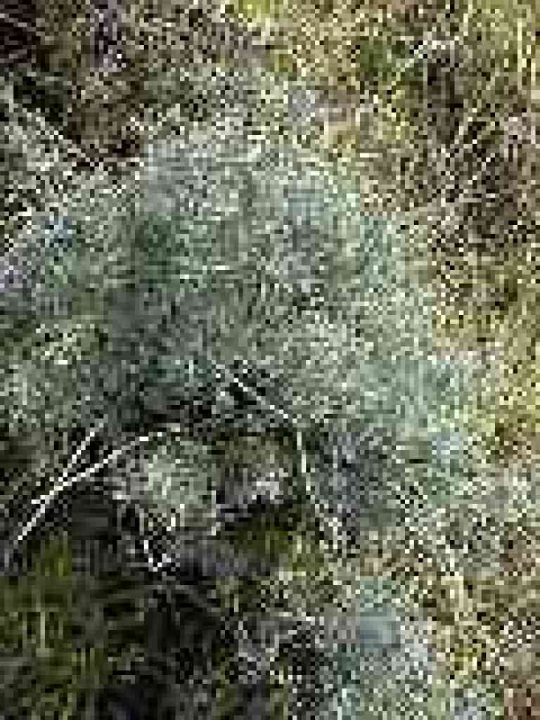 Lupine