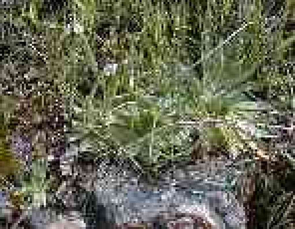 Tiny white flowers