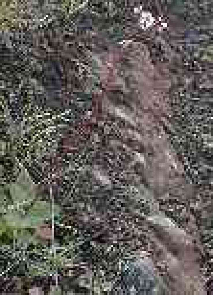 Wintergreen?