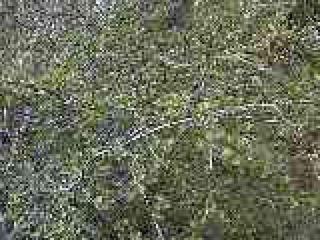 Cercocarpus