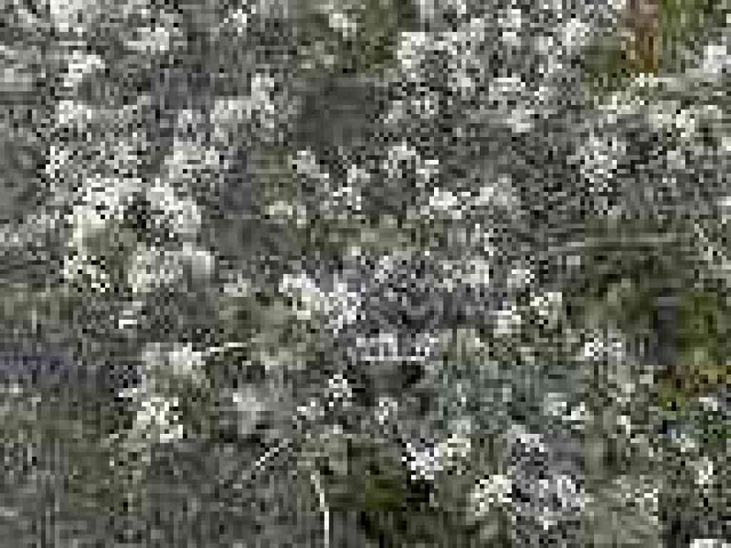 Ceanothus